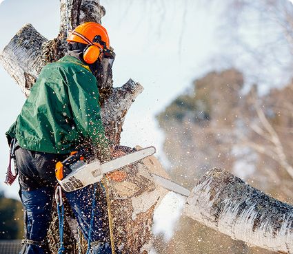 Eine Person mit Schutzkleidung und Helm sägt mit einer Motorsäge einen Baumstamm.