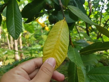 Eine Hand hält ein grünes und gelbliches Blatt an einem Baumzweig in einem Garten.