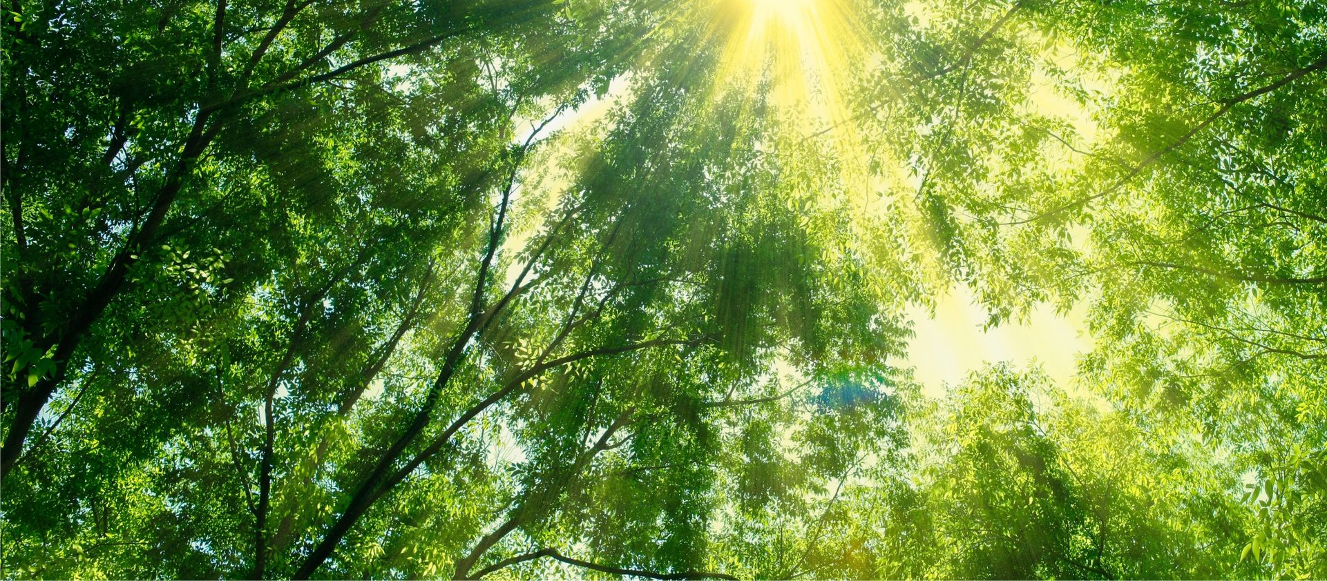 Blick nach oben durch Baumkronen mit grünem Laub und Sonnenlicht, das durchscheint